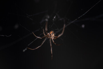 Brown Widow