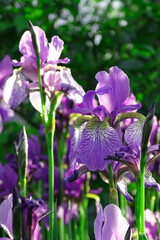 Iris flowers bloom in summer on a flower bed in the background light