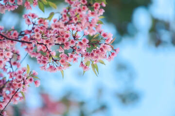 Close up of pink cherry flower blossom on its tree in springtime