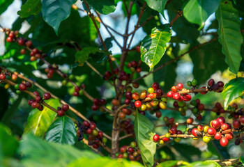 Group of red Arabica coffee berries getting ripe on coffee tree branch with sunlight