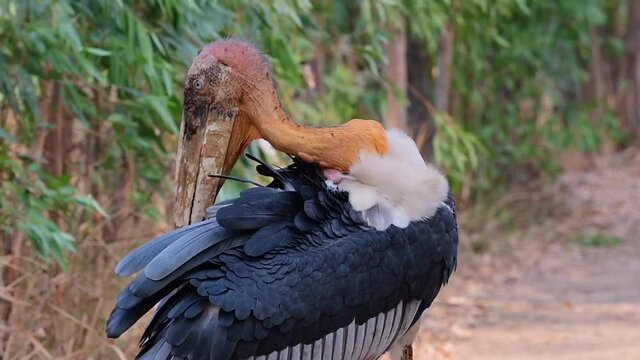 Wild bare headed Greater Adjutant, Leptoptilos dubius, preening feathers with huge rustic bill gracefully on a windy day in Buriram, Isan, Thailand.