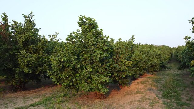 Hazelnuts agriculture cultivation field in Langhe, Piemonte Piedmont