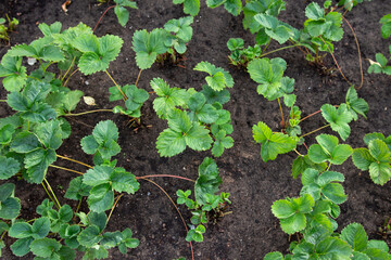 Strawberry grow on a bed. Young strawberry bush without berries on a plantation. Planting young strawberries in the garden. Agricultural background. 