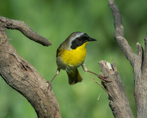 Fototapeta premium Male Common Yellowthroat Warbler
