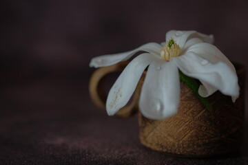 White magnolia flowers in a brown clay mug.