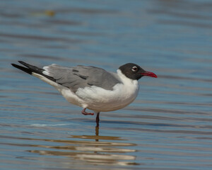 Laughing Gull with one leg