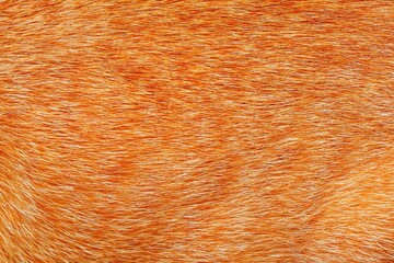 close-up brown red cat fur texture texture background