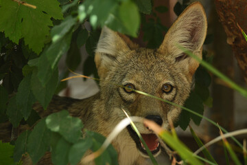Coyotes living in the Suburbs