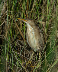 Least Bittern hiding in the reeds