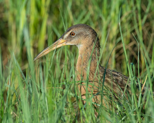 King Rail