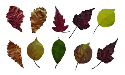 Autumn leaves isolated on a white background. A set of vector elements.