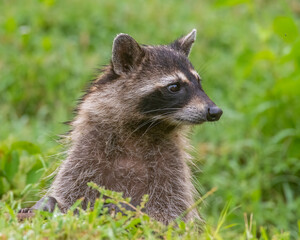 Obraz premium Racoon