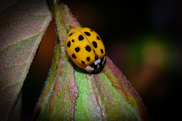 ladybug on a flower bud