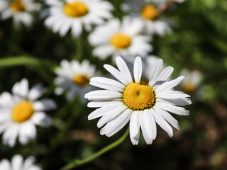 Fototapeta premium Daisy flower