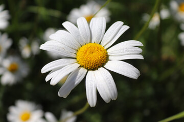 Daisy flower