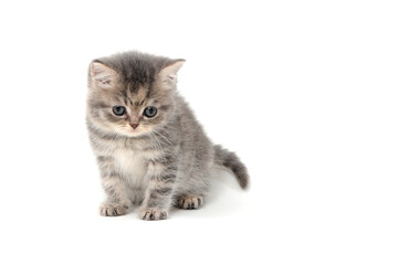 Obraz premium a gray striped purebred kitten sits on a white background