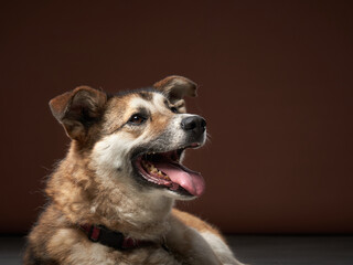 mixed breed dog on brown background. Pet smile in the photo studio. 