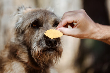 A man's hand puts an autumn leaf on the nose of a funny dog. Selective focus.