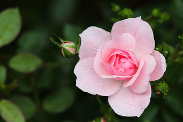Soft pink rose Bonica with buds in the garden. Perfect for background of greeting cards for birthday, Valentine's Day and Mother's Day
