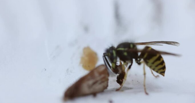 Slow motion macro clip of a yellowjacket (Vespula alascensis) eating a piece of meat and flying off.