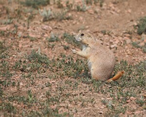 A Cute Little Prairie Dog in Theodore Roosevelt National Park