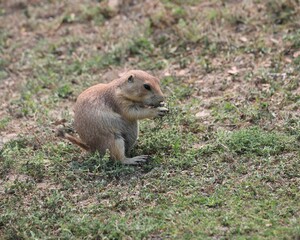 Naklejka na ściany i meble A Cute Little Prairie Dog in Theodore Roosevelt National Park