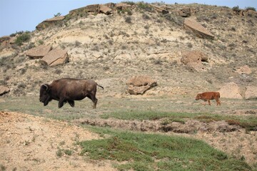 A Mother Buffalo and Her Calf in Theodore Roosevelt National Park