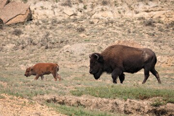 Obraz na płótnie Canvas A Mother Buffalo and Her Calf in Theodore Roosevelt National Park