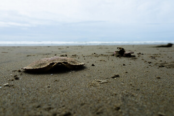 Crab on the Beach