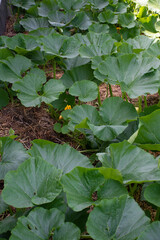 close-up of green pumpkin leaves growing in a backyard vegetable garden. Green natural background. We grow ourselves