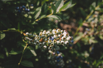 Fresh organic blueberries on the bushes. Summer background.
Ripe blueberries on a branch on a blueberry field farm.