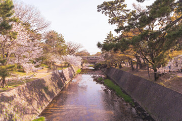 Fototapeta na wymiar 美しい桜の見える夙川の河川敷