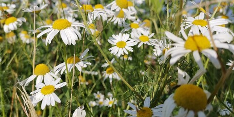 white and yellow flowers © Brand75