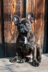 A cute puppy is sitting on the bench. Funny French Bulldog puppy.