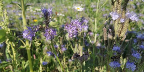 Obraz premium field of lavender