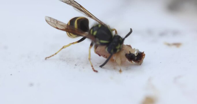 Slow motion macro clip of a yellowjacket (Vespula alascensis) eating a piece of sausage meat.