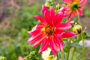 Obraz premium Beautiful blossoming red zinnia chamomile flower. Summer in the garden. Close-up. Place for your text.