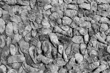 Texture of oyster shells on the wall. Background from mollusk shells embedded in stucco