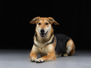 mixed breed dog lies on the floor. Pet smile in the photo studio. 
