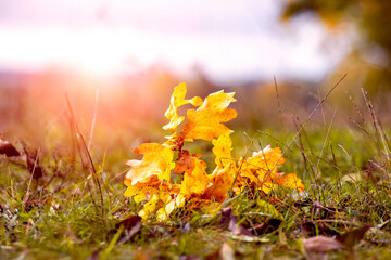 Oak branch with dry yellow leaves in the forest on the grass in bright sunlight. Fallen leaves in the autumn forest