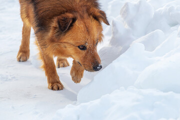 Brown shaggy dog close up in winter goes on the snow