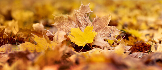 Yellow maple leaves in the forest on the ground. Autumn background