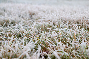 Frost-covered thick green grass, autumn and winter background