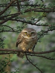 owl on branch
