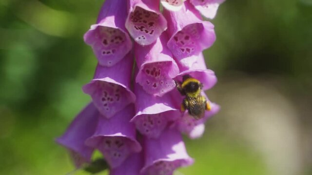 Closeup static shot of bumble bee sitting in foxglove flower and cleaning its face before flying into a different flower.