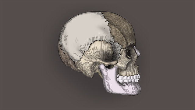 FINAL SKULL WITH BRAIN