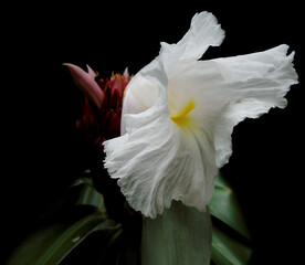 Pétalos blancos, flor típica en minca sierra nevada de Santa Marta 