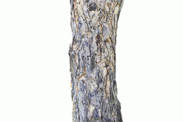 Thick only tree brown bark and white beautiful trunk close up in the park. Isolated on white background.