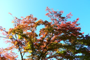 紅葉と秋の空