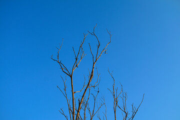 Obraz premium Branches against blue sky